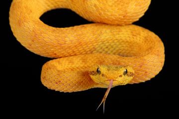 Wimpergroefkopadder (Bothriechis schlegelii) van Ronald Pol