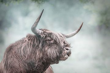 Schotse hooglander Kop wolkachtige achtergrond van natascha verbij