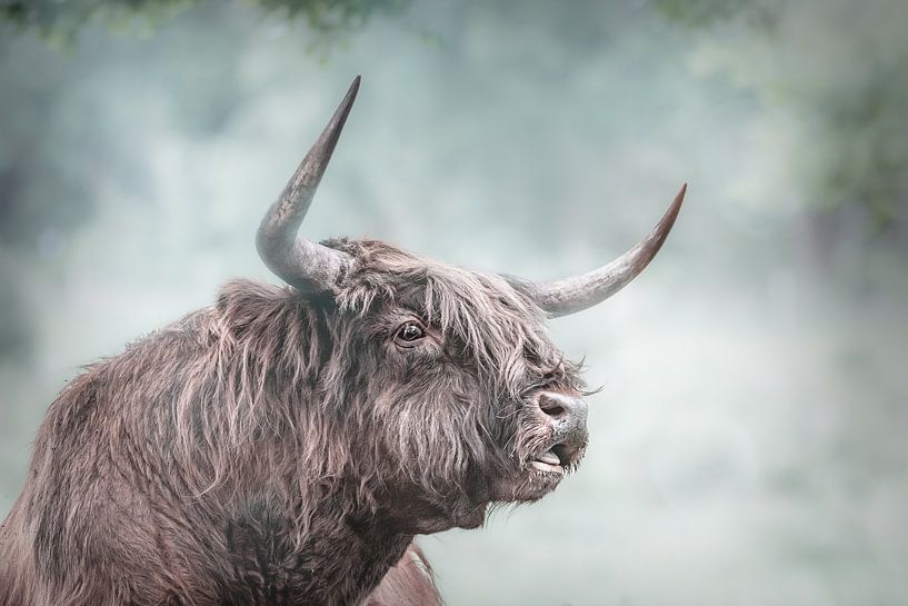 Scottish Highlander Head Cloudy Background by natascha verbij