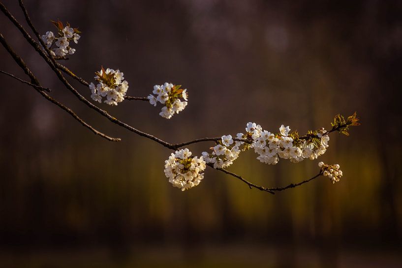 Fleurir par Elsbeth Beltman