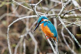 Eisvogel in den Weerribben jäten von Merijn Loch