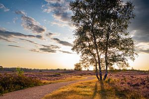 Bloeiende heideplanten in heidelandschap tijdens zonsopgang van Sjoerd van der Wal Fotografie