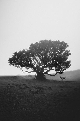 Fanal Forest, Madeira.