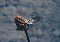 Beautiful photo of flower in bud (orange & blue)