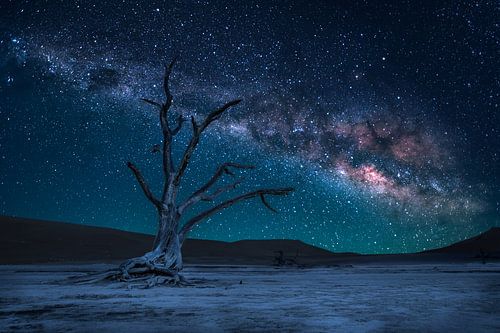 Dead Tree and Milky Way by Thomas Froemmel