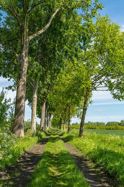 Der frische Frühling auf den Feldern. von Els Oomis