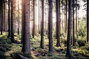 Forêt de rêve