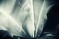 botanical 1