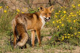 Vosje von Carla Eekels