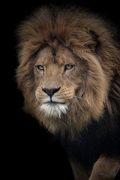 Portrait of African Lion in color with black background by Barbara Kempeneers