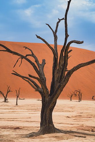Deadvlei in Sossusvlei, Namibië