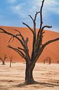 Deadvlei in Sossusvlei, Namibia by Patrick Groß thumbnail