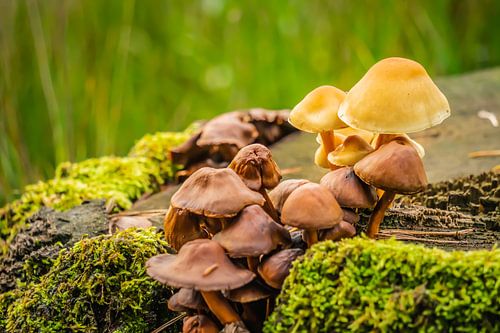 Colourful collection of mushrooms