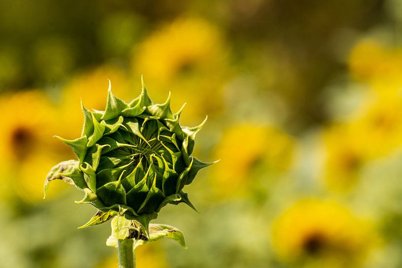 Natuur van Johnny Flash