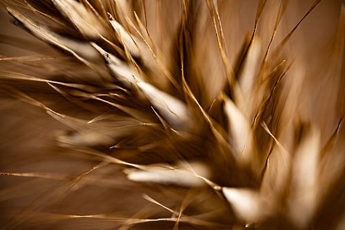 Abstracte werkelijkheid: Bruine tinten van een grasaren