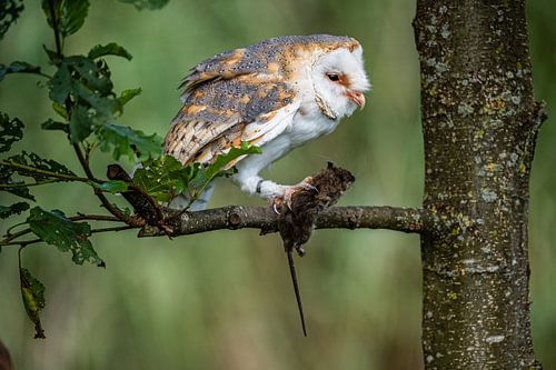 Barn owl with prey