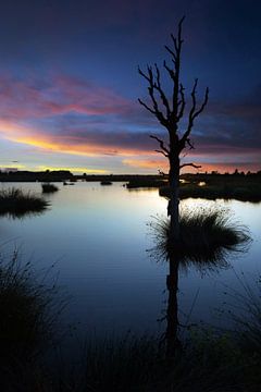 Dode boomstronk en water reflecties bij zonsondergang in Drenthe. van Albert Brunsting