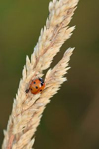 Coccinelle sur un brin d'herbe