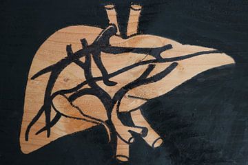 Liver (3/3)