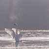Zwaan in de Brabantse Biesbosch van Judith Borremans Natuurfotografie