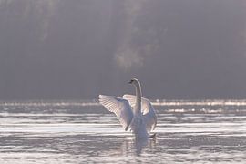Schwan im Brabantse Biesbosch von Judith Borremans Natuurfotografie