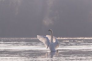 Swan in the Brabantse Biesbosch by Judith Borremans