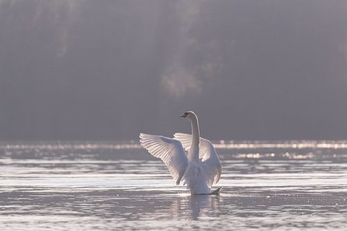 Schwan im Brabantse Biesbosch von Judith Borremans