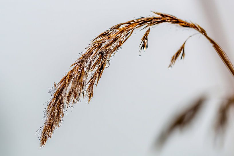 Dauw van Peter Leenen