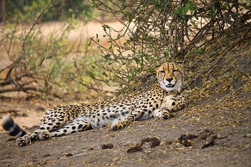 Cheetah lekker in de schaduw