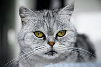 British shorthair, grey cat