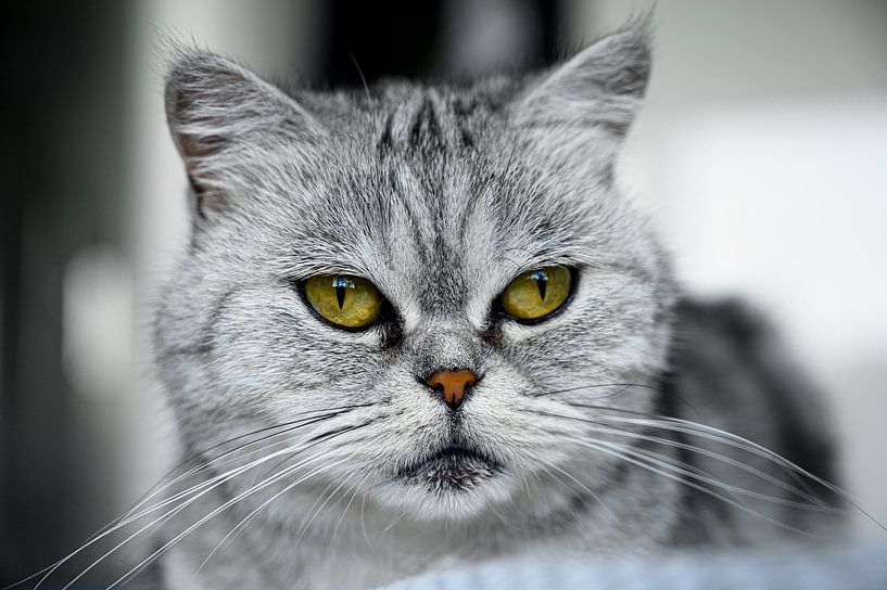 British shorthair, chat gris par Lieselotte Stienstra