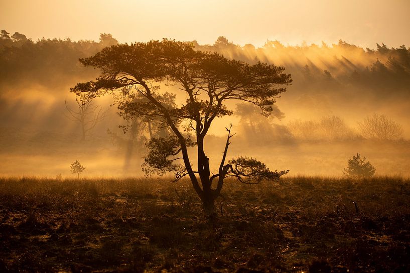 Boom op de hei zonsopkomst van Bob Hogenkamp