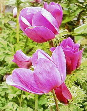 Pink Anemone Petals by Dorothy Berry-Lound