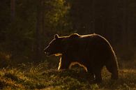 Brown bear in the late sunlight. by Alex Roetemeijer thumbnail
