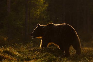 Brown bear in the late sunlight. by Alex Roetemeijer