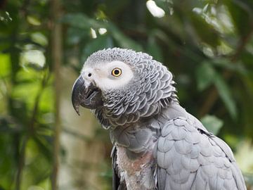 Papagaai in Zuid-Afrika van Sanne Bakker