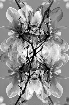 Spring impression with magnolias in black and white by Silva Wischeropp