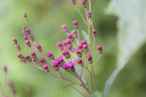 kleine rosa Blüten