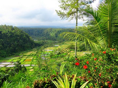 Dromerig natuurlandschap met rijstterrassen op Bali