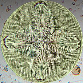 Composition des diatomées 5