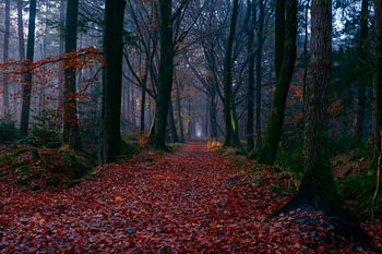 Fog in forest