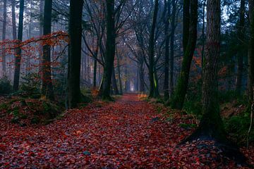 Mist in bos van Claudia De Vries