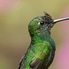 De Groen-bekroonde briljante kolibrie in het nevelwoud van Monteverde. van Tim Link