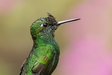 De Groen-bekroonde briljante kolibrie in het nevelwoud van Monteverde. van Tim Link