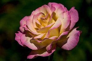 Rosa mit gelber Rose