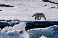 Der mächtige Eisbär von Merijn Loch Miniaturansicht