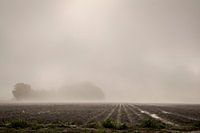 Fog