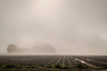 Brouillard sur Margreet Schipper