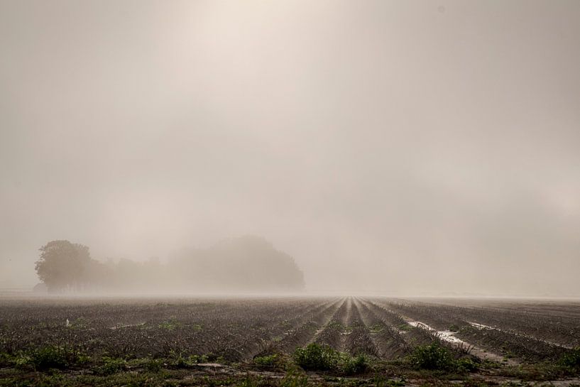 Fog by Margreet Schipper