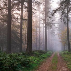 Des pins paisibles sur Nevelhart Photography